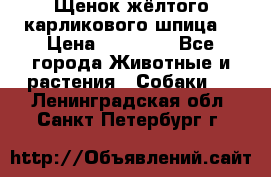 Щенок жёлтого карликового шпица  › Цена ­ 50 000 - Все города Животные и растения » Собаки   . Ленинградская обл.,Санкт-Петербург г.
